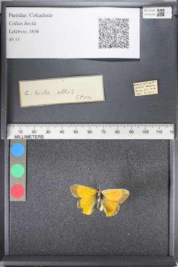 Media type: image;   Entomology 124199
